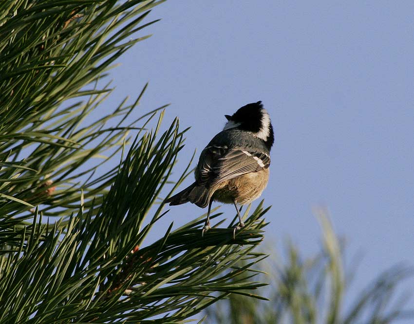 Coal Tit (Parus ater)