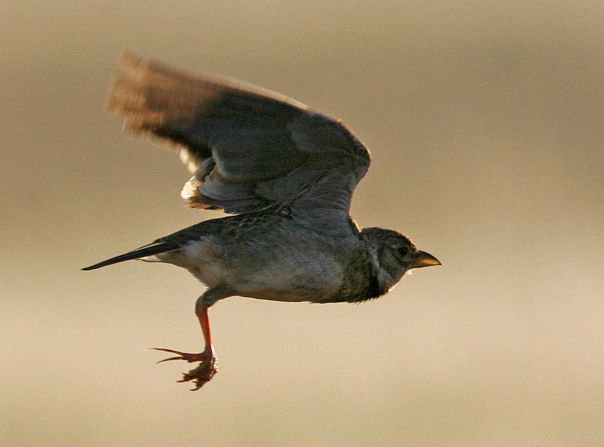 Calandra Lark (Melanocorypha calandra)