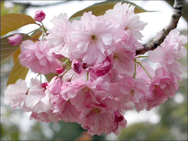 Blossom - Cherry - Kanzan