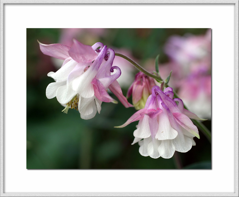 Aquilegia