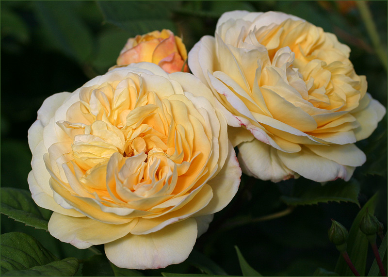 Yellow Charles Austin