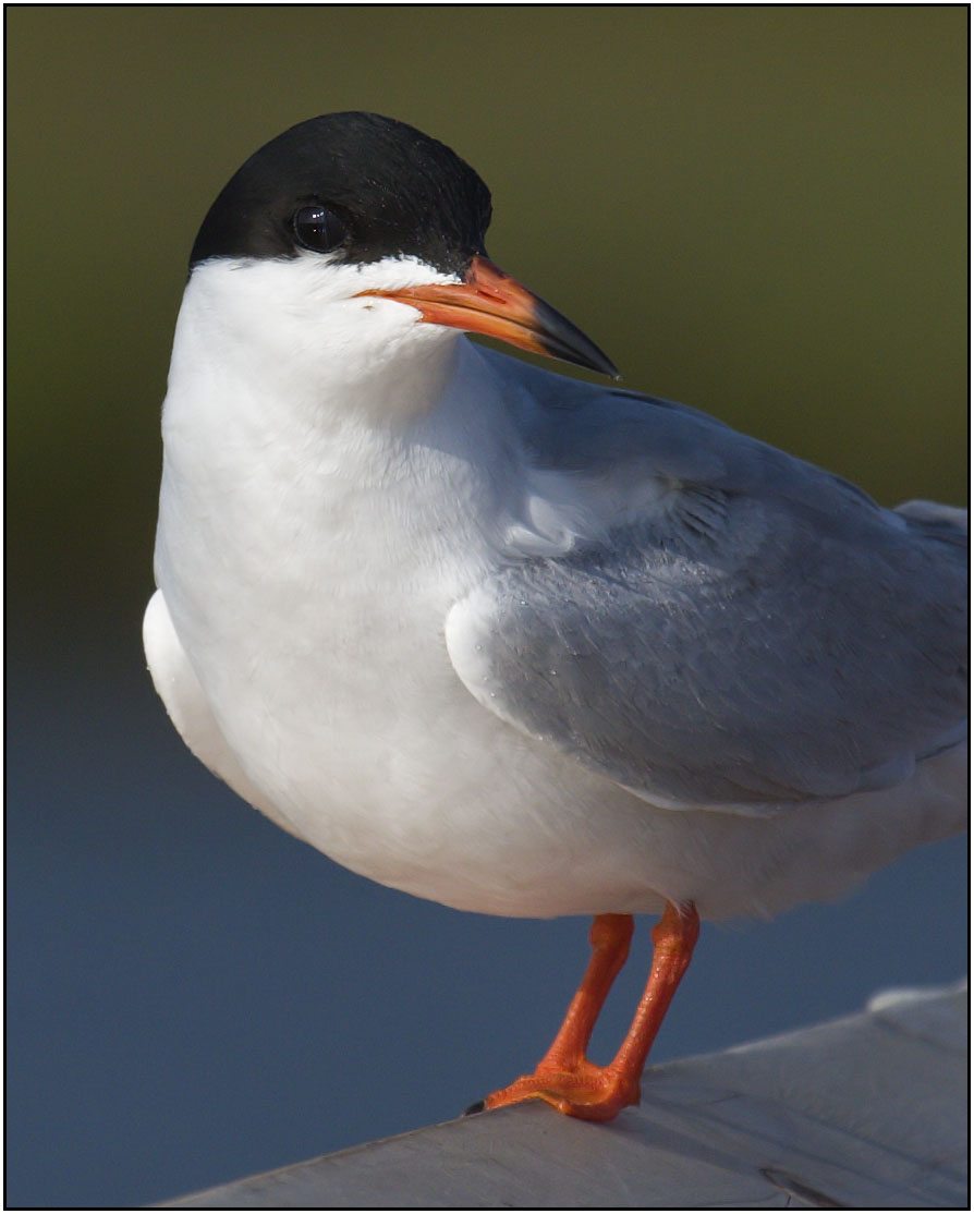 CRW_6049.jpg