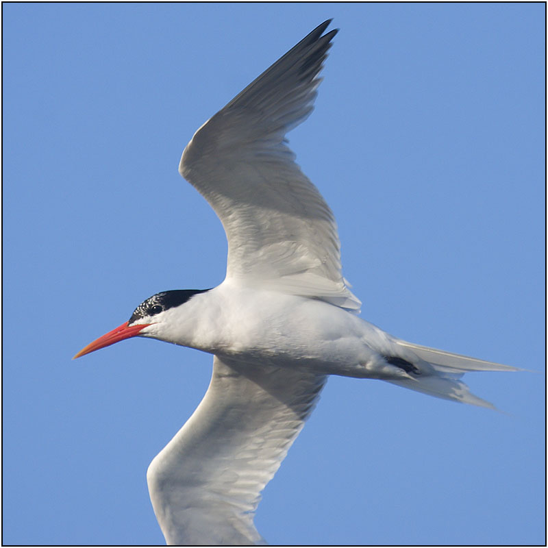 CRW_7073.jpg