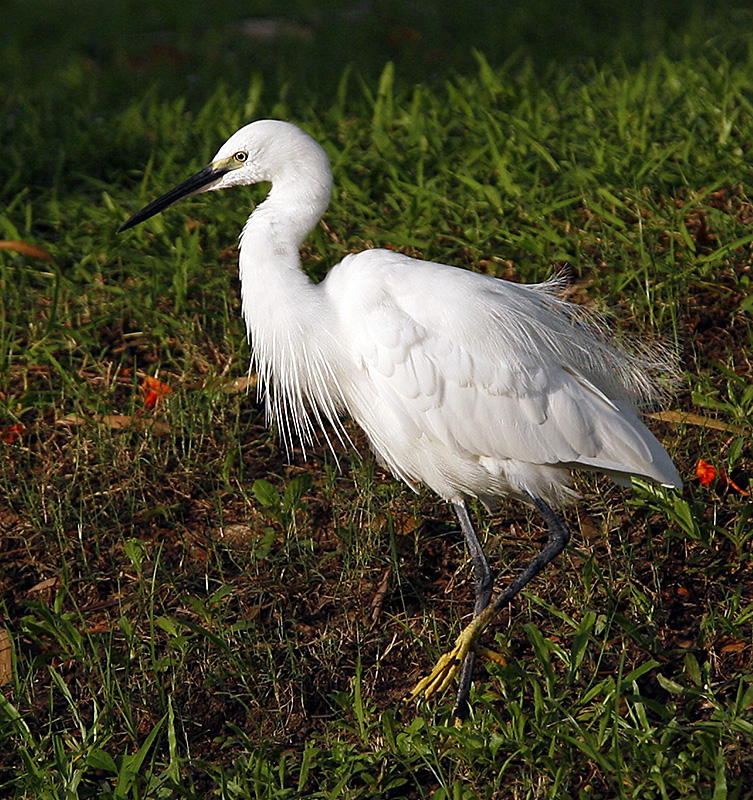 005 - Little Egret (breeding)