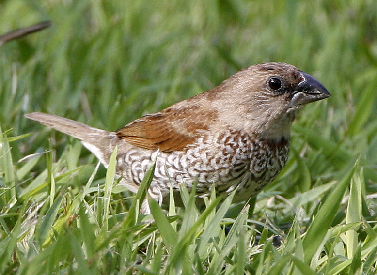 032 - Scaly Breasted Munia