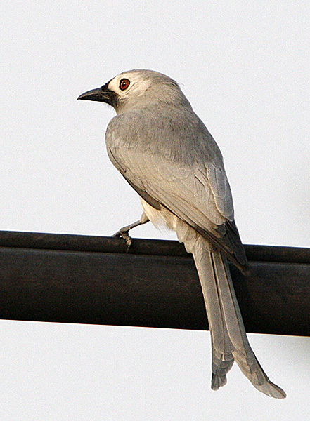067 - Ashy Drongo (leucogenis)