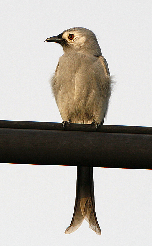 067 - Ashy Drongo (leucogenis)