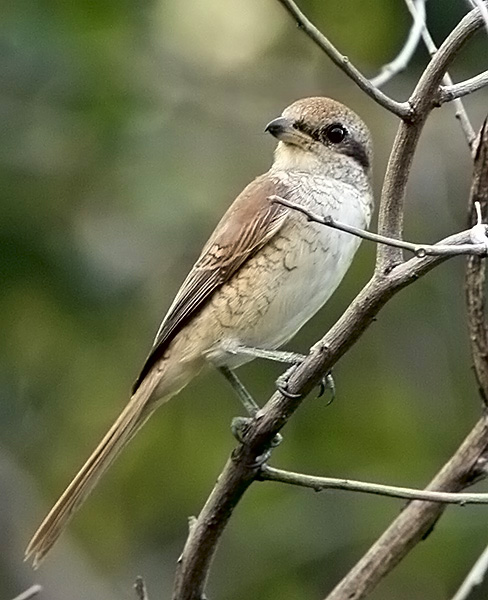 035 - Brown Shrike (juvenile)