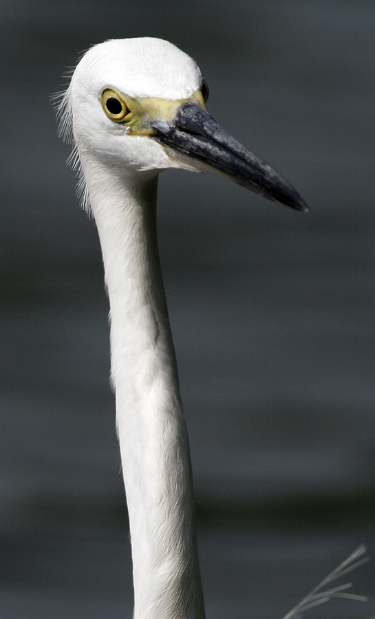 Little Egret