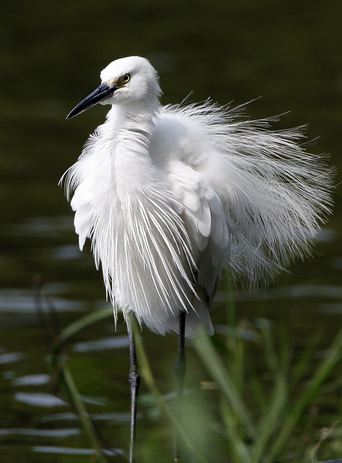 Little Egret (breeding)
