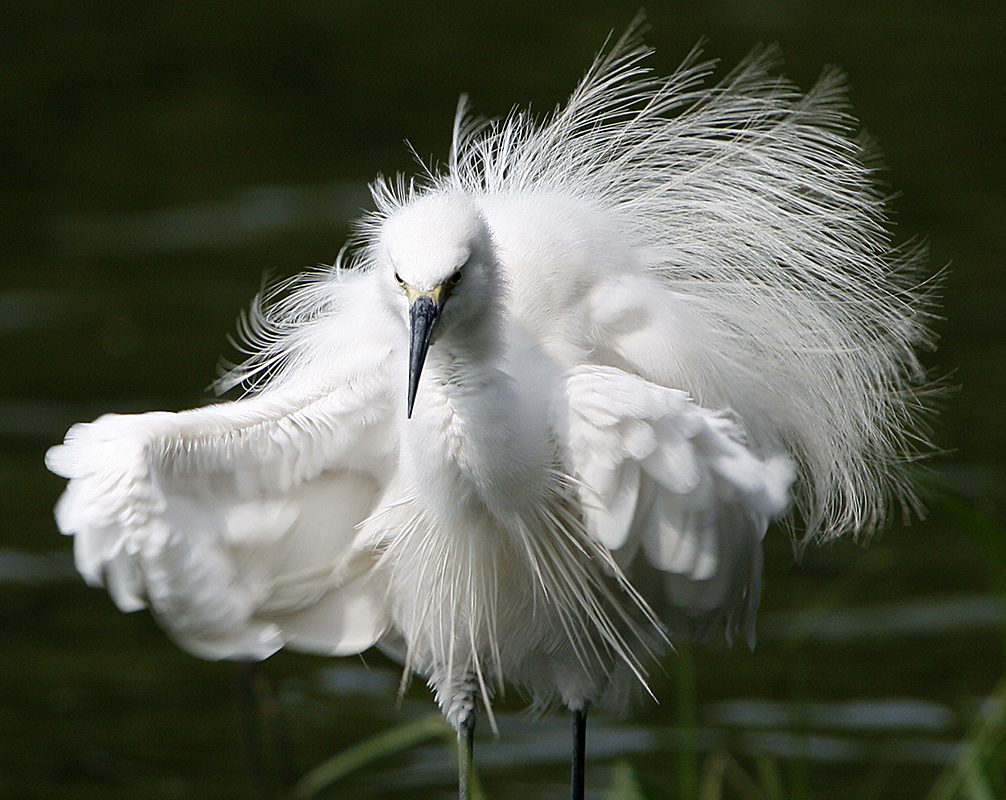 Little Egret (breeding)