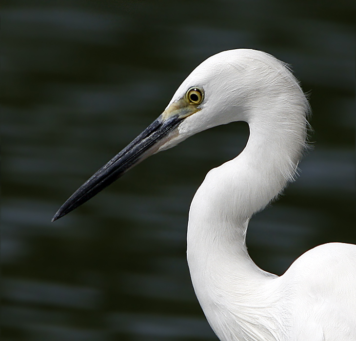 Little Egret