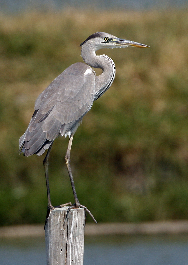 073 - Grey Heron