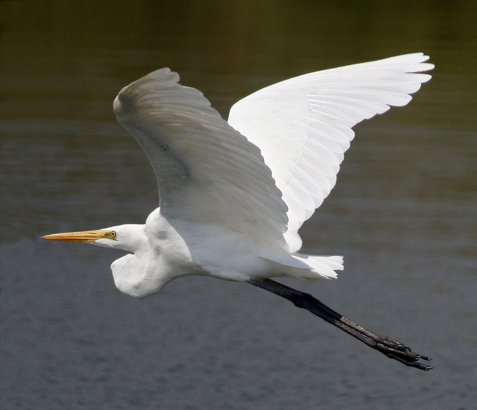 072 - Great Egret