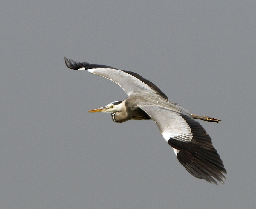 073 - Grey Heron