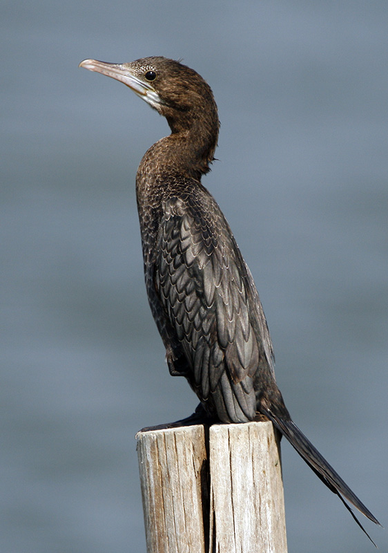 080 - Little Cormorant