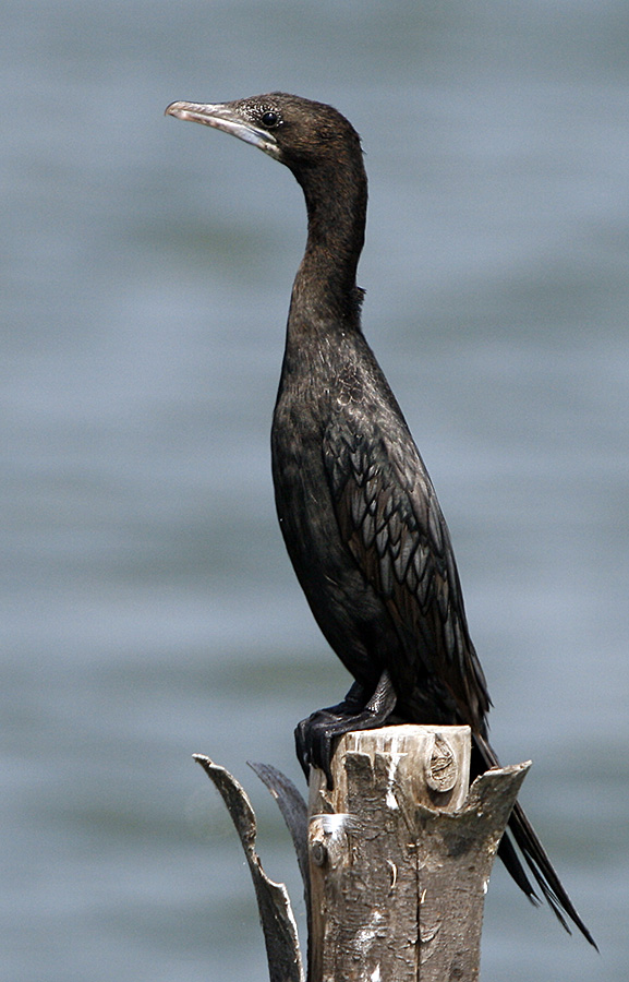 080 - Little Cormorant