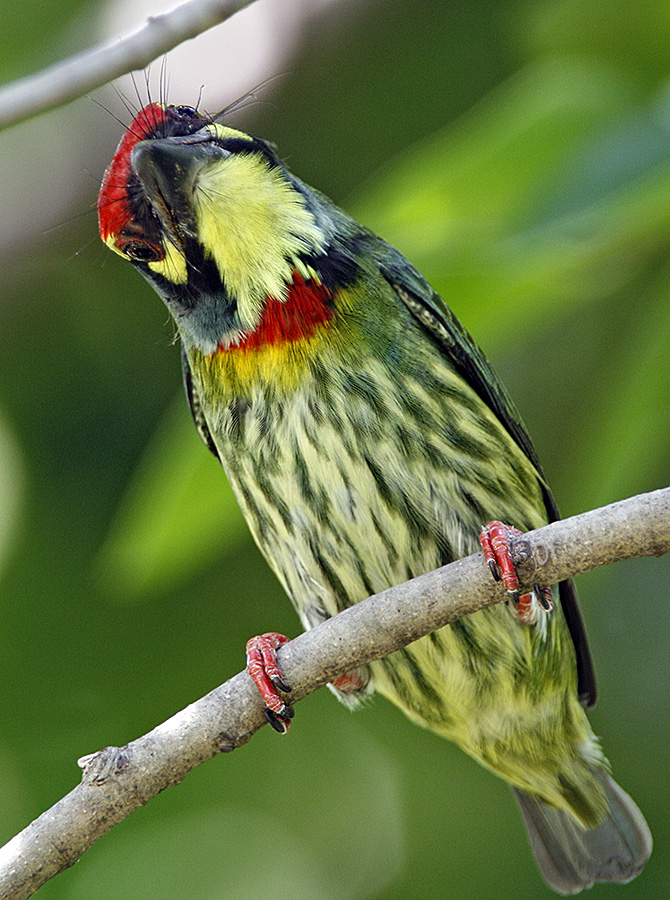 Coppersmith Barbet