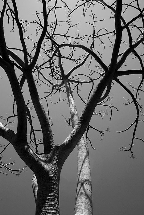 Tree *