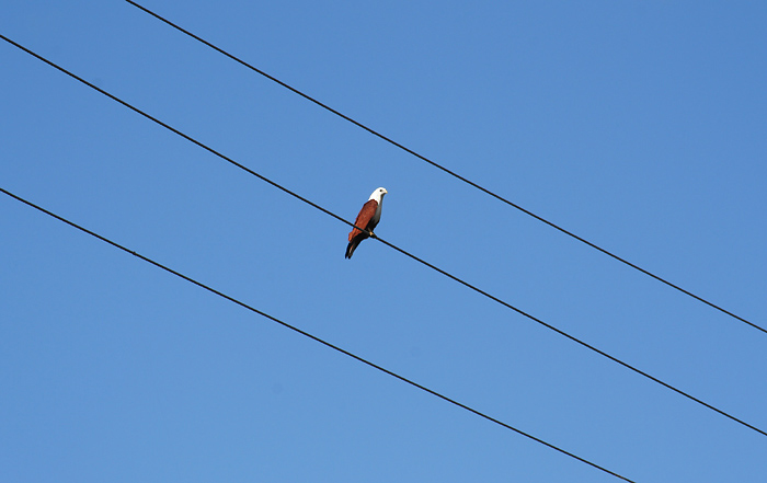 Wires wiv awk *