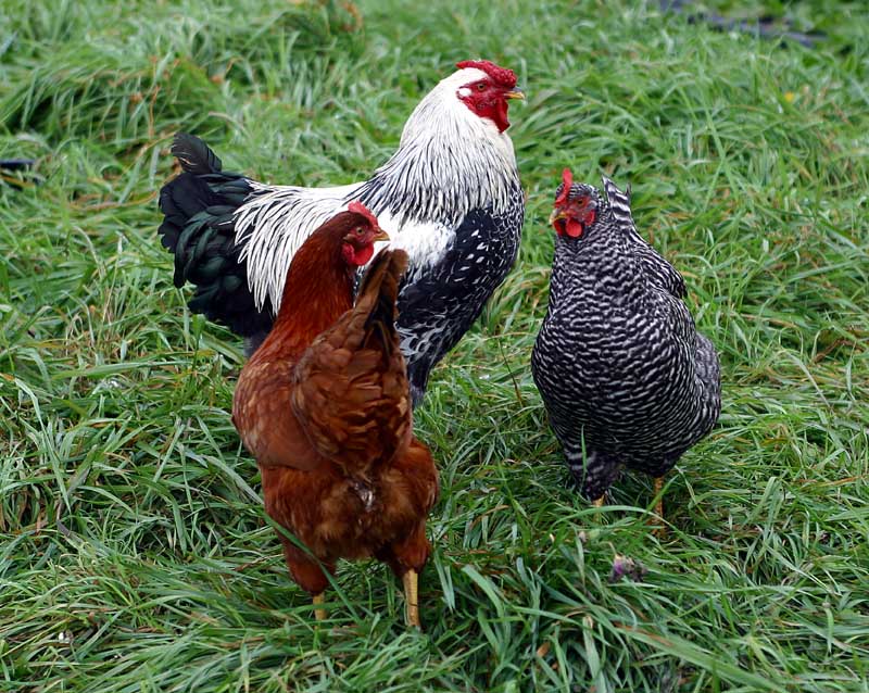 Cluck, cluck, cluck  *
