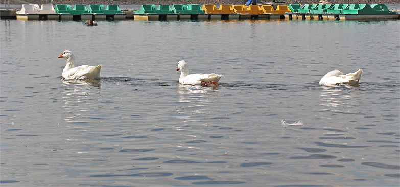 Three ducks ....