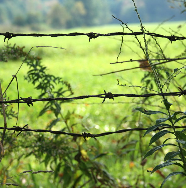 Barbed Wire *
