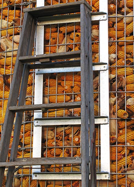 Ladder (inside the rungs)  *