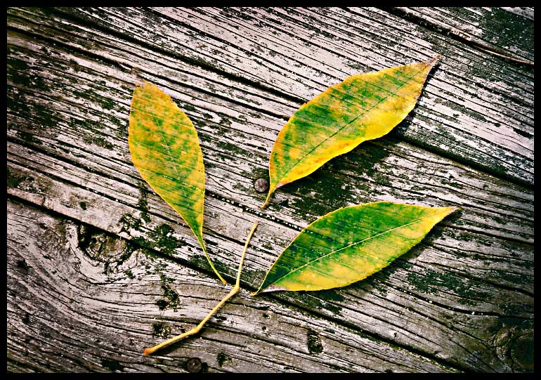 Three Leaves Departed*