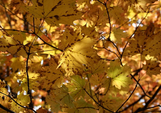 Yellow Leaves *