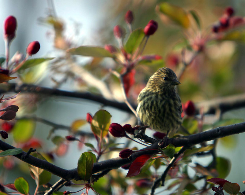 Morning Perch *