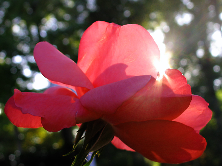 In Bloom Too