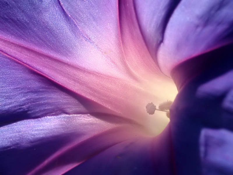 <b>3rd</b><br>Morning Glory*<br>by Christina Conroy