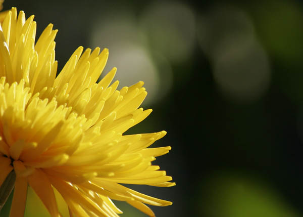 Petals Of Light