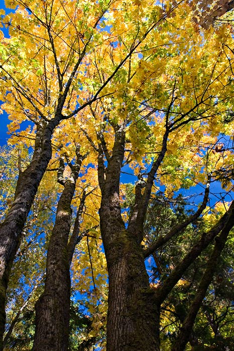 Neon Fall