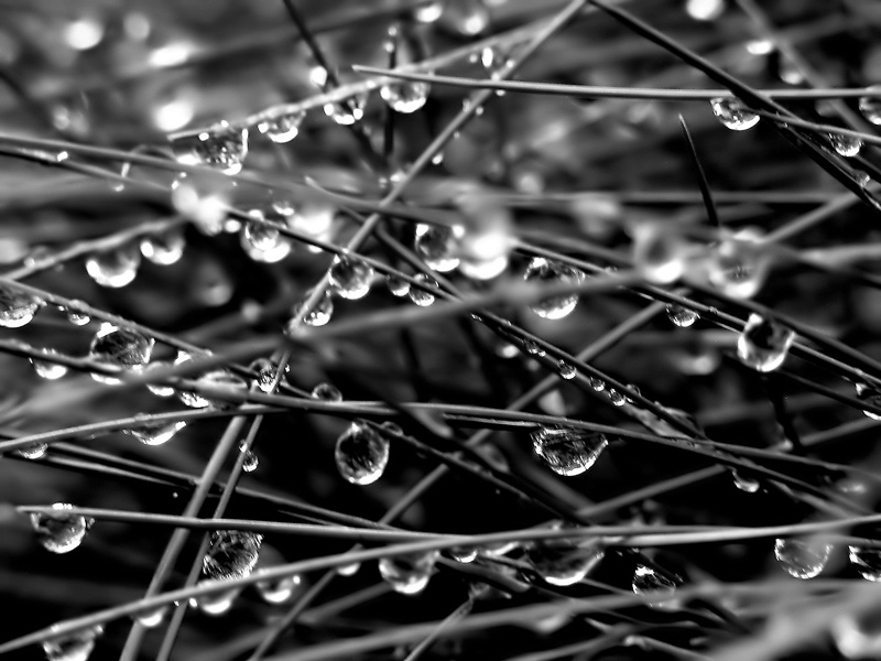 9th<br>After the Rain*<br>by Christina Conroy