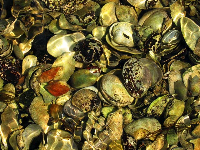Tidalscape *