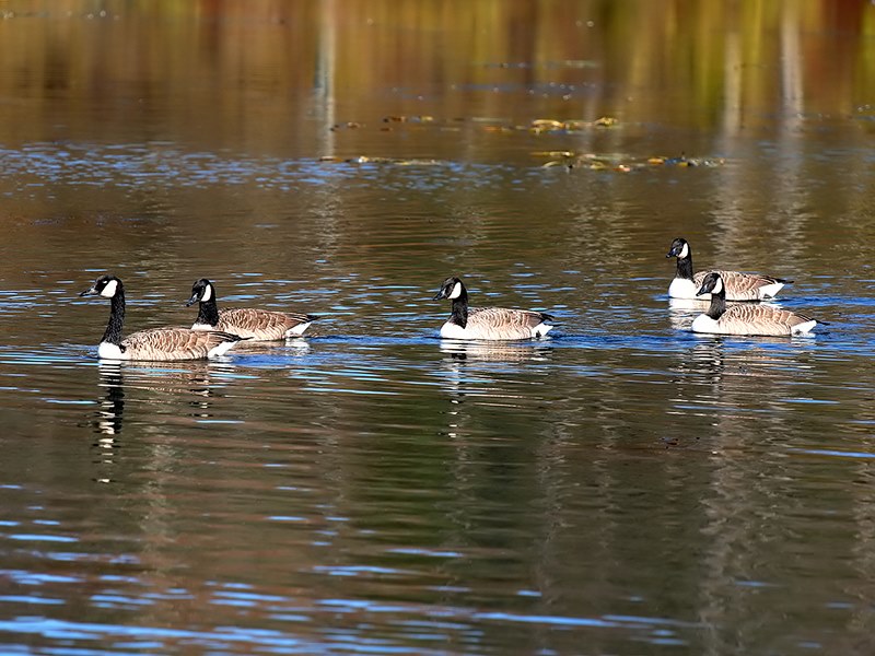 A Gaggle of Geese