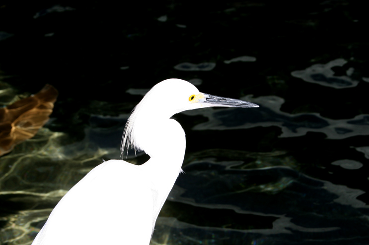 Water Bird*