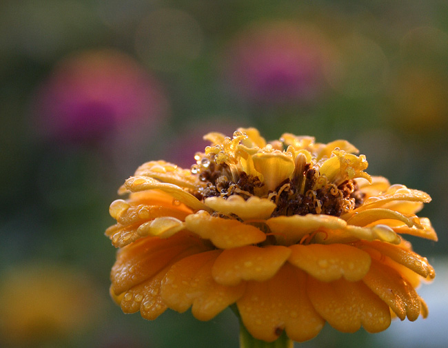 Dew Drops *