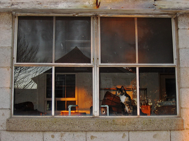 Looking through the old milkhouse