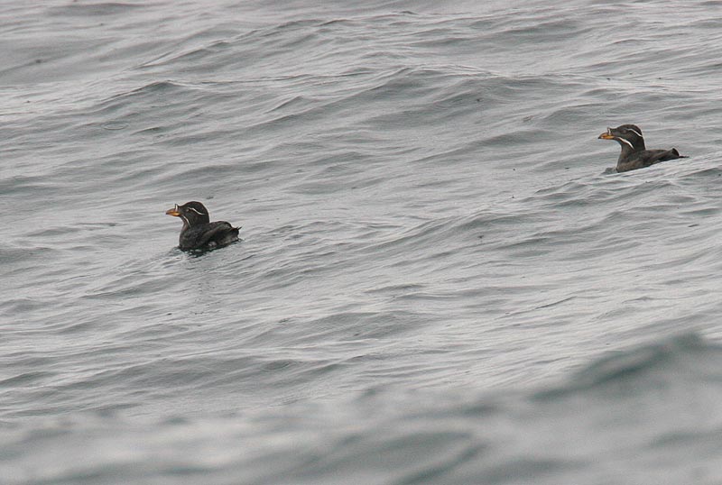 Rhinoceros Auklet