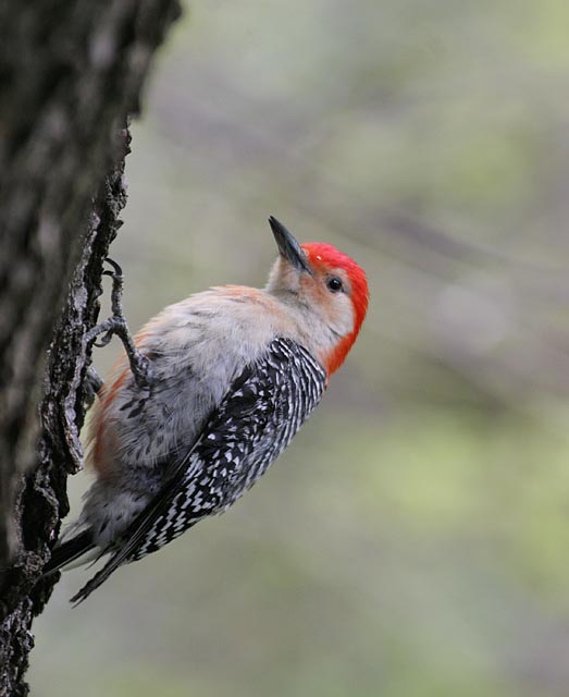 Red-bellied Woodpecker