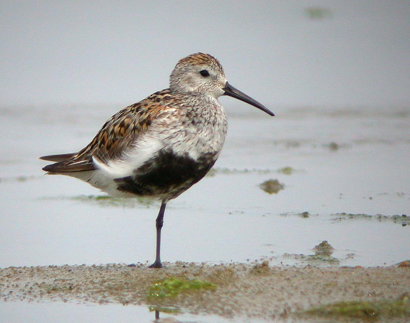 Dunlin