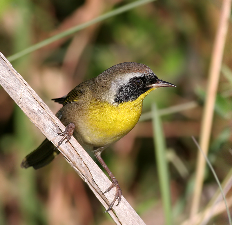 Common Yellowthroat Warbler