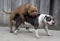 dogsexandmore.gif