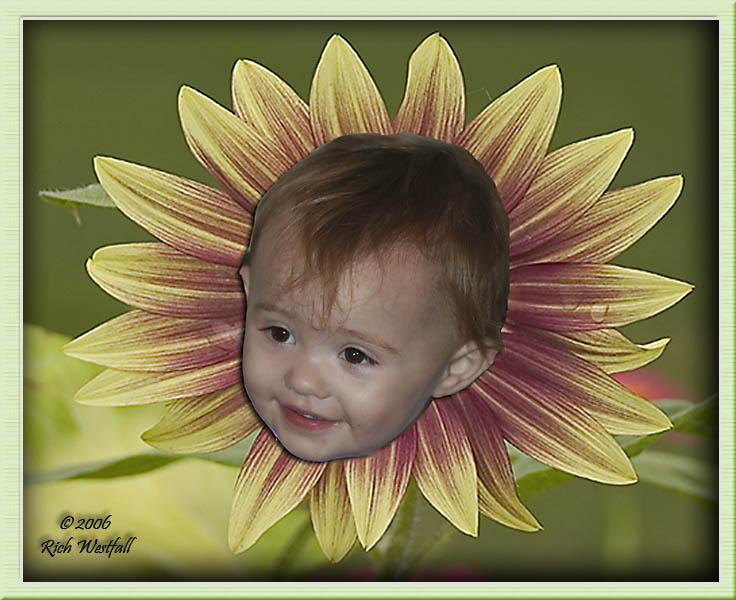 October 17, 2006  -  My little sunflower