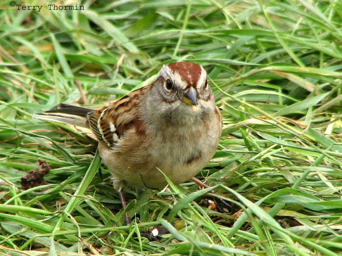 American Tree Sparrow 3.jpg
