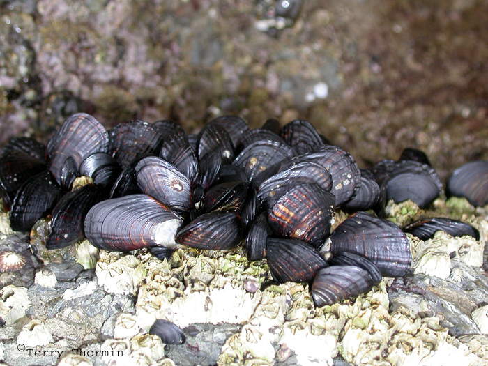 Barnacles and Blue Mussels.jpg