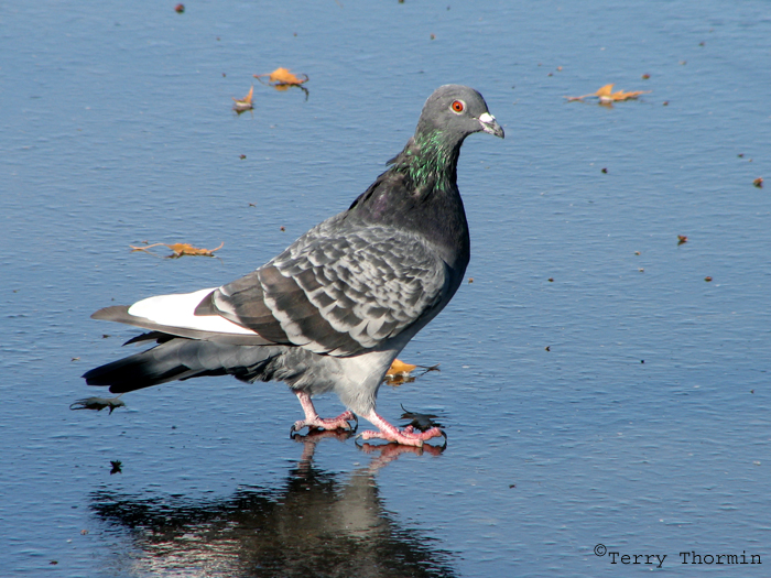 Rock Pigeon 5.jpg